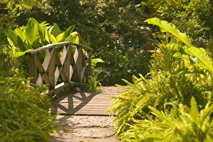 Images Dated 26th May 2011: BARBADOS, North East Coast, Bathsheba, Andromeda Botanic Gardens, Tropical Vegetation