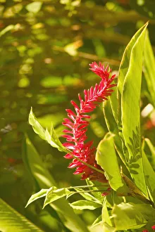 BARBADOS, North East Coast, Bathsheba, Andromeda Botanic Gardens, Tropical Vegetation