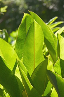 BARBADOS, North East Coast, Bathsheba, Andromeda Botanic Gardens, Tropical Vegetation