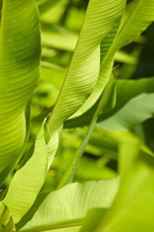BARBADOS, North East Coast, Bathsheba, Andromeda Botanic Gardens, Tropical Vegetation