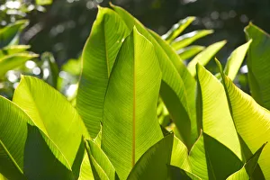 BARBADOS, North East Coast, Bathsheba, Andromeda Botanic Gardens, Tropical Vegetation