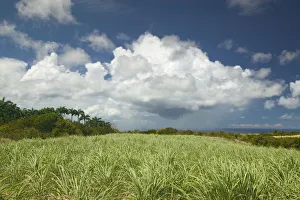 BARBADOS-North East Coast-St. Nicholas Abbey: St. Nicholas Abbey Sugar Plantation