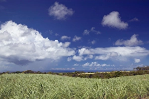 BARBADOS-North East Coast-St. Nicholas Abbey: St. Nicholas Abbey Sugar Plantation