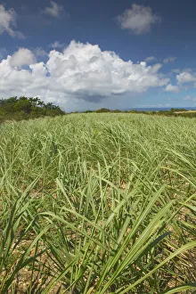 BARBADOS-North East Coast-St. Nicholas Abbey: St. Nicholas Abbey Sugar Plantation