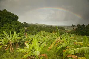 Images Dated 21st December 2005: BARBADOS, St. Joseph Parish, Grey Clouds, Rainbow, Tropical Vegetation
