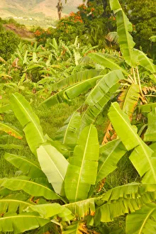 Banana Leaf Prints: BARBADOS, St. Joseph Parish, Tropical Vegetation