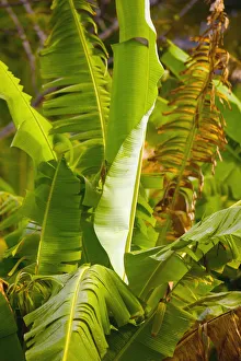 Images Dated 26th May 2011: BARBADOS, St. Joseph Parish, Tropical Vegetation