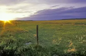 Barbed Wire Fenceline in northeastern Montana near Plentywood