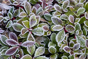 Prints of Barberry leaves frosted in reds and greens Images Dated 2017 December: Barberry leaves frosted in reds and greens
