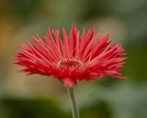 Images Dated 2022: Barberton Daisy