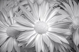 Images Dated 2022: Barberton daisy in black and white infrared