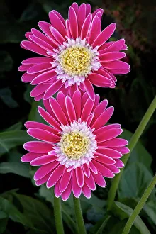 Images Dated 5th April 2022: Barberton daisy, pink gerbera daisy
