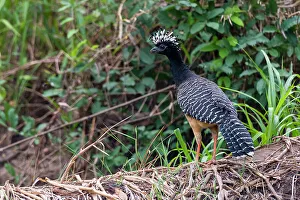 Mato Grosso Prints: A Bare-faced curassow, Crax fasciolata