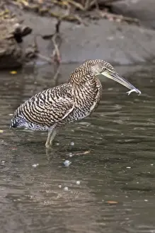 Natural Resources Prints: Bare-throated Tiger Heron (Tigrisoma mexicanum) holding a freshly caught fish in
