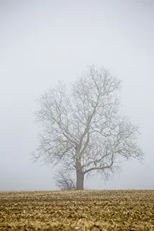 Bare Tree Prints: Bare tree in fog Marion Co. IL