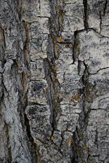 Black Cottonwood Prints: Bark of balsam poplar tree, Lunch Tree Hill, Grand Teton National Park, Wyoming, Usa
