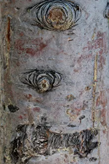 Bark detail, Yellowstone National Park, Wyoming, USA