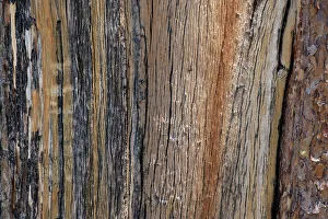 Images Dated 25th April 2022: Bark detail, Yellowstone National Park, Wyoming, USA