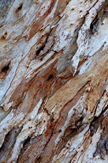 Queensland Prints: Bark on gum tree, Thargomindah, Queensland, Australia