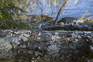 Images Dated 13th September 2006: Bark Detail on Keith Island, Broken Island Group, Pacific Rim National Park Preserve