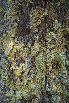 Anna Miller Prints: Bark with moss, Shenandoah, Blue Ridge Parkway, Smoky Mountains, USA