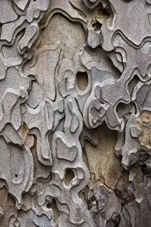 Pinus Ponderosa Prints: Bark of a Ponderosa Pine tree (Pinus ponderosa) Yosemite Valley - Yosemite National Park