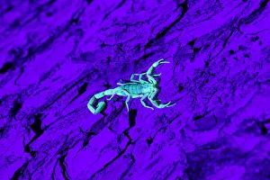 Hidalgo County Prints: Bark Scorpion (Centruroides Vittatus) on mesquite bark