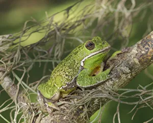 Amphibian Prints: Barking tree frog on branch, Hyla gratiosa, Florida
