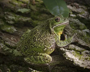 Amphibian Prints: Barking tree frog on live oak tree, Hyla gratiosa, Florida