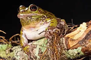 Barking Treefrog Hyla gratiosa Native to South Eastern US