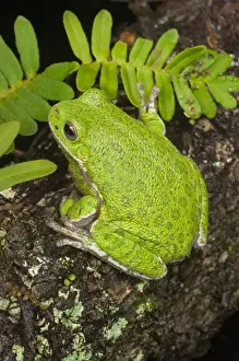Barking treefrog on limb with resurrection fern Hyla gratiosa Central Florida