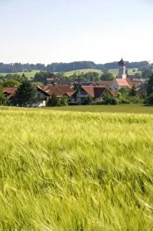 Barley grain field near Amersee, Germany