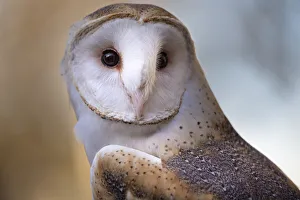 A Barn Owl, close up, looking directly