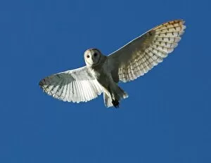 Images Dated 23rd March 2007: Barn Owl in Daytime Flight