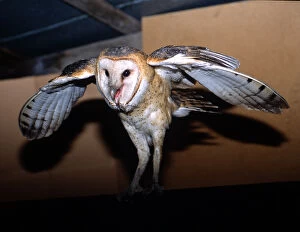 Barn Owl leaving roost in shed on sugarcane farm in the Everglades Agricultural
