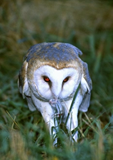 Barn Owl with a Mouse in its beak, Tylo alba, Native to Southern US (Rehab Animal)