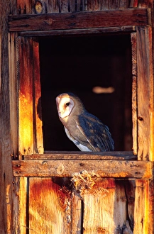 Images Dated 28th February 2007: Barn Owl Tylo alba Native to Southern US
