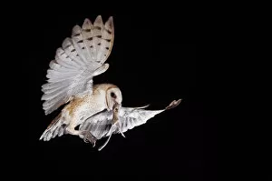 Images Dated 16th May 2007: Barn Owl, Tyto alba, adult in flight with Kangaroo rat prey, Willacy County, Rio Grande Valley