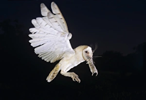 Farm Land Prints: Barn Owl, Tyto alba, adult in flight with mouse, Willacy County, Rio Grande Valley