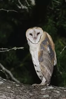 Images Dated 30th May 2007: Barn Owl, Tyto alba, adult, Willacy County, Rio Grande Valley, Texas, USA, May