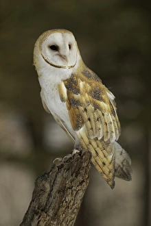 Montana Prints: Barn Owl, Tyto alba (Captive) Montana