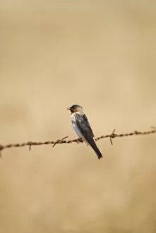 Images Dated 8th July 2006: Barn swallow, Hirundo rustica, northern California