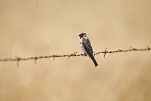Barn swallow, Hirundo rustica, northern California