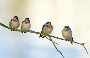 Barn swallows, Hirundo rustica, Stanley Park, British Columbia