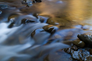 Land Prints: Barnes Creek, Olympic National Park, Washington, USA