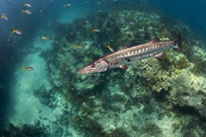 Adventure Prints: A barracuda swims close to the camera with coral reef and tropical fish in the background