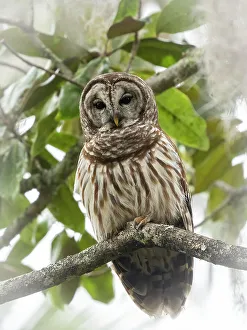Images Dated 23rd August 2022: Barred owl, aka hoot owl in tree, Florida, USA