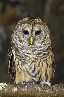 Barred owl, Kentucky
