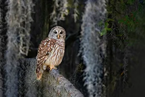 Raptor Prints: Barred owl perched in bald cypress forest with Spanish moss