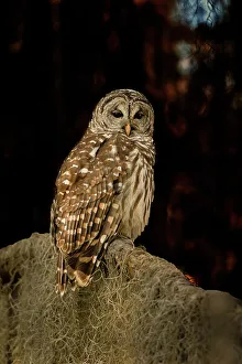 Images Dated 16th February 2022: Barred owl perched in bald cypress forest with Spanish moss